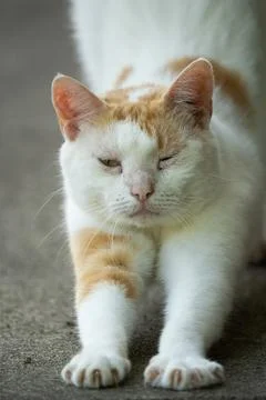 Cat stretching 库存照片