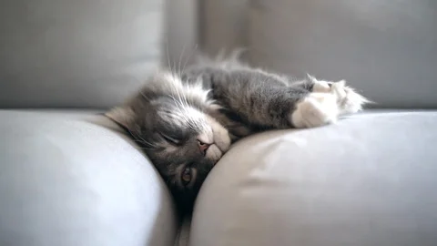 Cat stretching on sofa 스톡 동영상 129423247