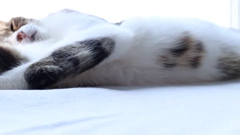 Cat Stretching on the Table while about to Sleep Stock Footage 265900727