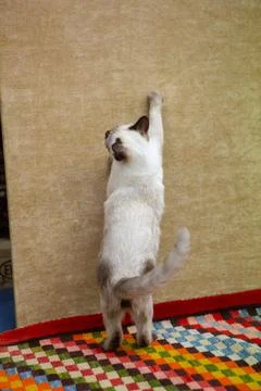 Cat stretching on wall reaching for something 库存照片