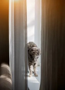 Cat is stretching on the windowsill. Stock Photos