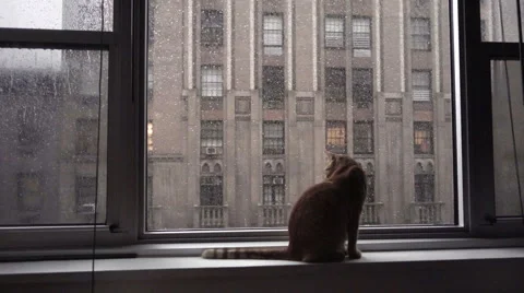 Cat with striped tail looking out window at building on rainy day 1080p HD NYC Stock-Footage 59268348