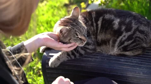 Cat stroke Stock Footage 145312700