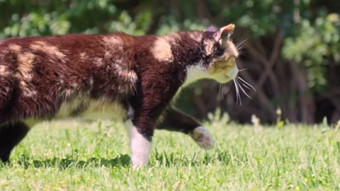 Cat strolls through lush green grass in sunny backyard Stock Footage 308810557