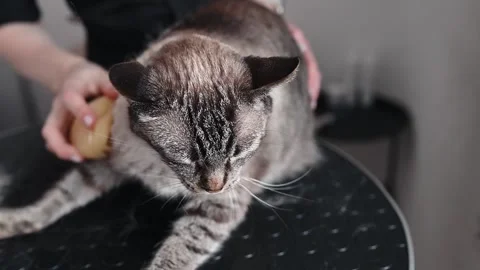 Cat struggles during grooming, showing signs of stress and discomfort. Gentle Stock Footage 306670656