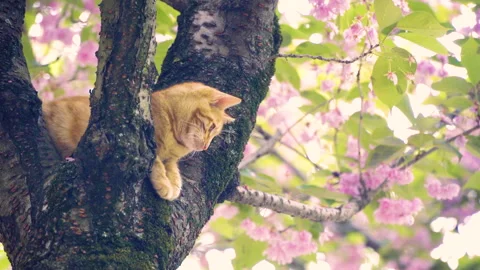 A cat stuck in a tree, a cat on tree stranded Stock Footage 241834792