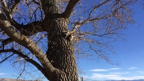 Cat stuck in tree climbs down HD  Stock-Footage 69760599