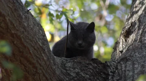 Cat Stuck in Tree - Close-up 스톡 동영상 43240316