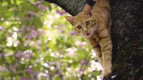 A cat stuck in tree Stock Footage 241355921
