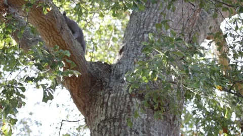 Cat Stuck in Tree Tries to Get Down 스톡 동영상 43280763