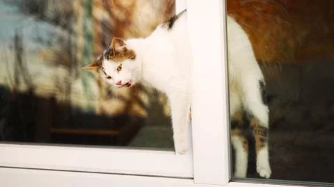 Cat stuck in the window. An open window is dangerous for pets Stock Photos