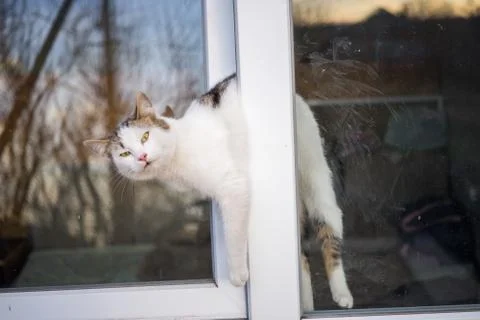 Cat stuck in the window. An open window is dangerous for pets. Take care of y 库存照片