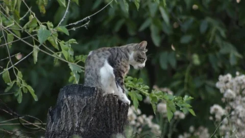 Cat on the stump 库存影片 79769089