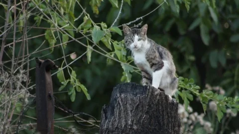 Cat on the stump 库存影片 79769200