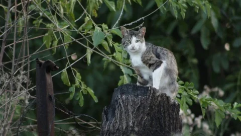 Cat on the stump 库存影片 79769520