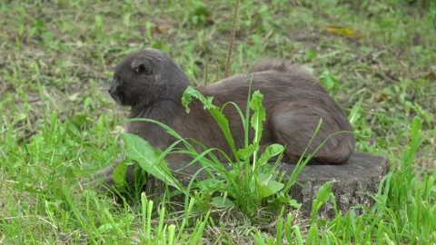 Cat on a stump Stock Footage 252123557