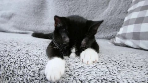 Cat suckling on a blanket Stock-Footage 80321468