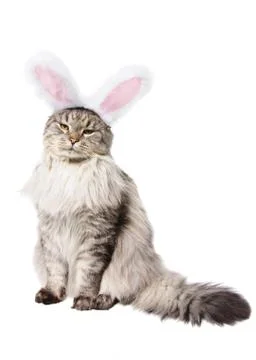 Cat in a suit of a rabbit Stock Photos