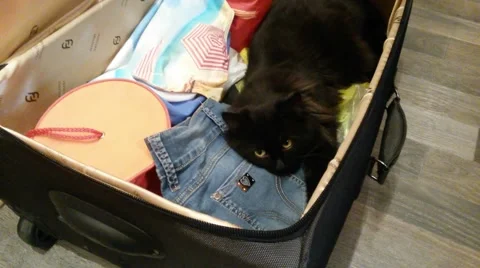 Cat in a suitcase Stock Footage 52135213