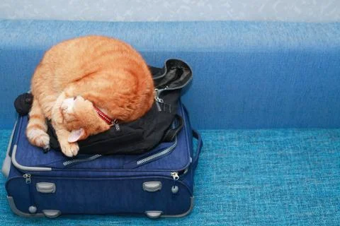 Cat On Suitcase Stock Photos