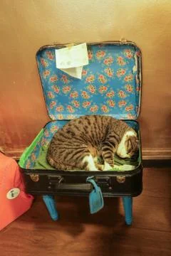 Cat in a suitcase Stock Photos