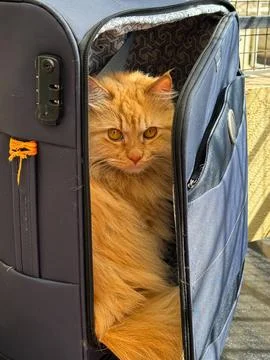 A cat in a suitcase Foto stock