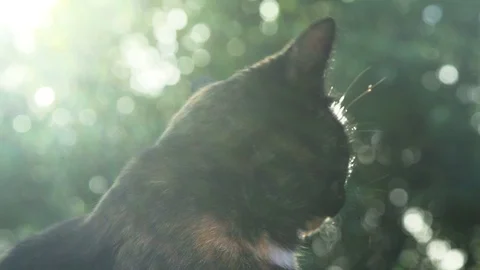 Cat in summer light Stock Footage 88932379