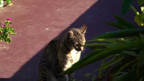 Cat in the Sun Video stock 70720971