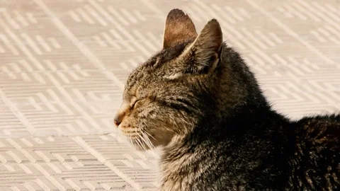 Cat in the sun Stock Footage 125408962