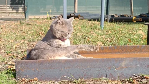 A cat in the sun Stock Footage 318291529