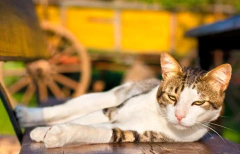 Cat in the sun Stock Photos