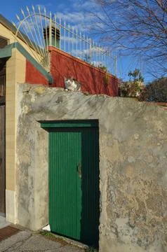 Cat in the sun Stock Photos