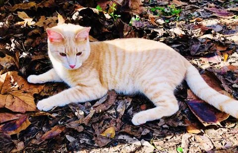 Cat in the sun Stock Photos