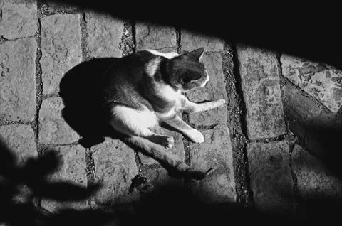 Cat in the sun Stock Photos