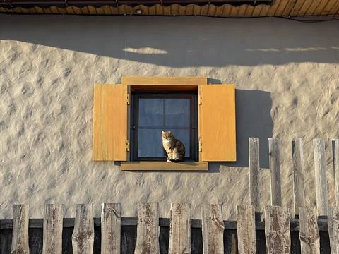Cat in the sun Stock Photos