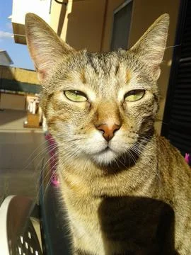 Cat in the sun Foto stock