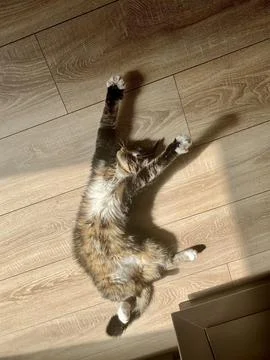 Cat in sun Stock Photos
