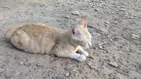 Cat sunbathing with comfortly in the ground Video stock 253979017