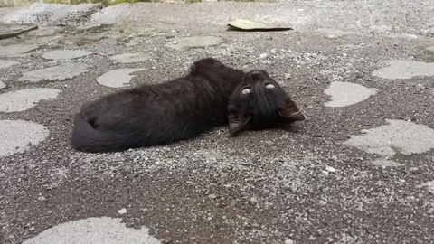 Cat sunbathing Stock Footage 261728315