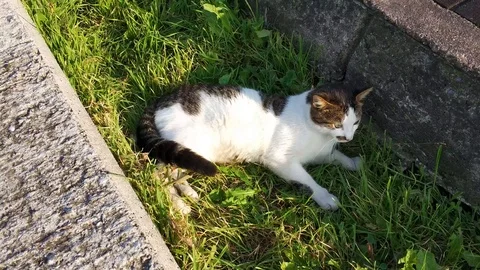 Cat sunbathing on the grass , gray and white cat... Stock Footage 97800138