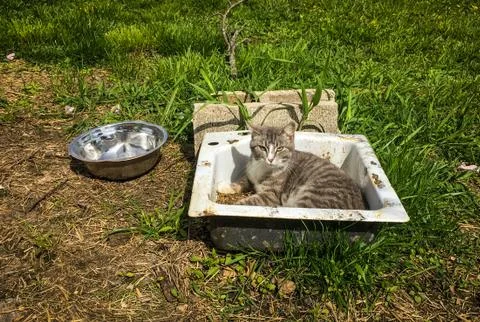 Cat sunbathing in a sink Stock Photos