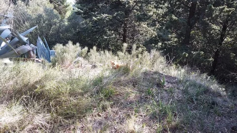 Cat sunbathing in the sun 스톡 동영상 102620269