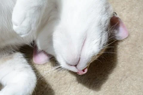 Cat sunbathing in sunlight Foto stock