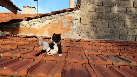 Cat is sunbathing timelapse Stock Footage 192371661