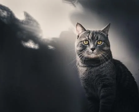 Cat In The Sunbeam Stock Photos