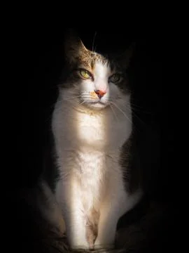 Cat in a Sunbeam Stock Photos