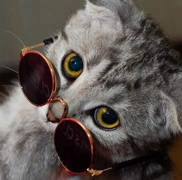 Cat in sunglasses looking at the camera Stock Photos