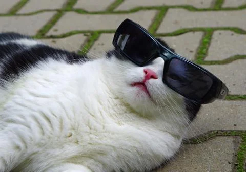 Cat in sunglasses Stock Photos