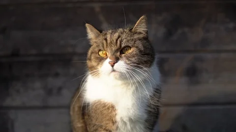 Cat in sunlight Stockbeeldmateriaal 123316124