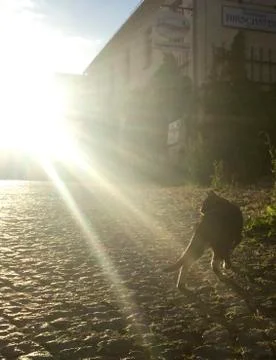 Cat in the sunlight Stock Photos